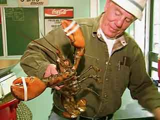  الولايات_المتحدة:  مين:  
 
 Maine lobster